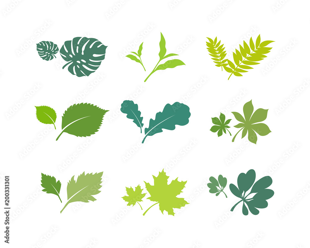 Vector set of leaves. Tropical leaves, jungle trees Vector set of leaves. Tropical leaves, jungle trees
