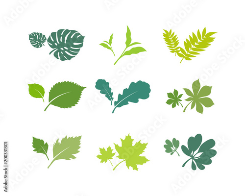 Vector set of leaves. Tropical leaves  jungle trees