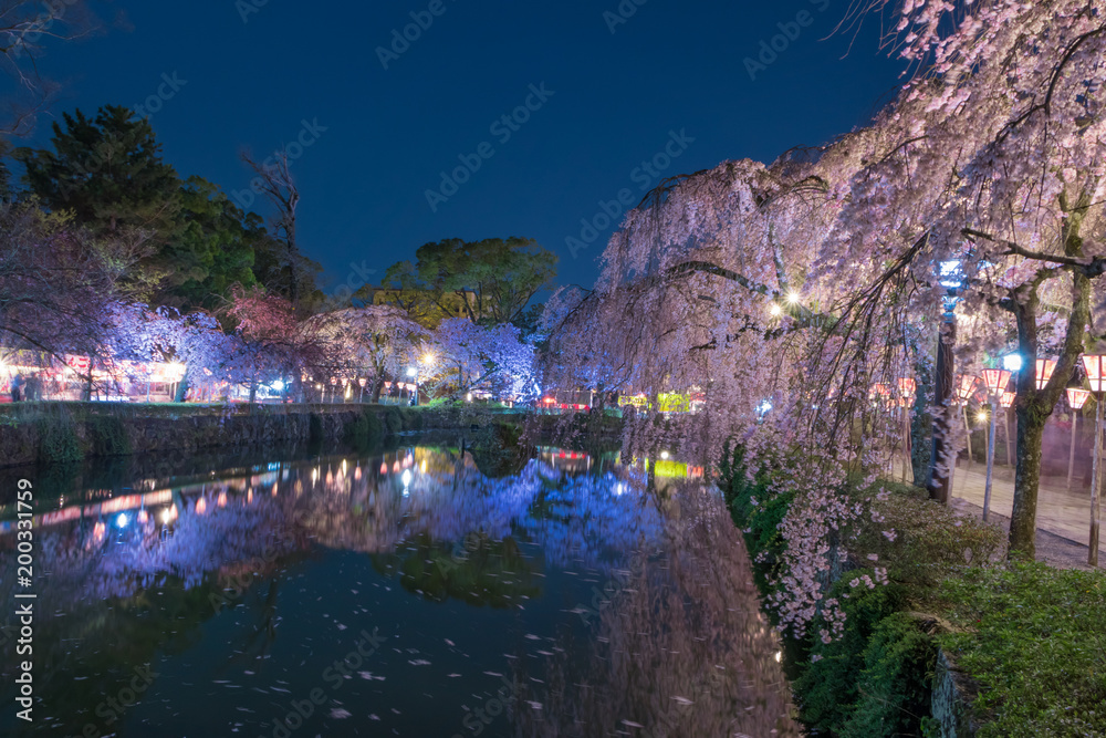 静岡県三島大社の夜桜