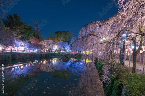 静岡県三島大社の夜桜