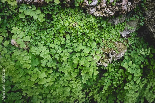 clovers growing on stony wall