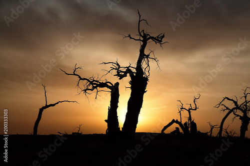 Euphrates poplar's silhouette in sunset