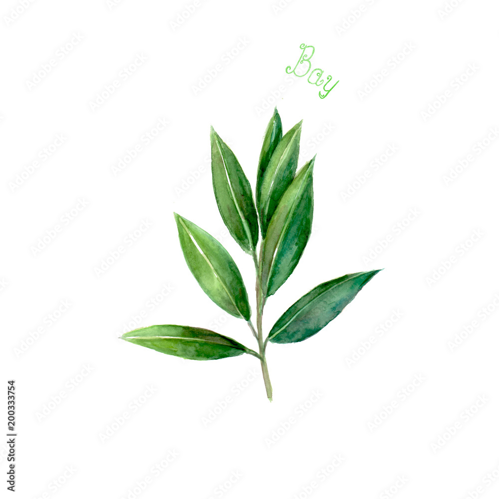 Bay leaves herb spice isolated on white background
