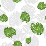 tropical monstera leaf vector seamless pattern with white background