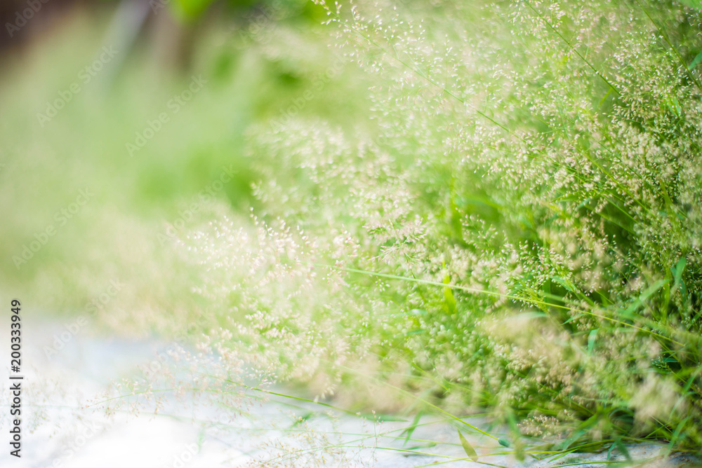 Fototapeta premium Flower grass blur background