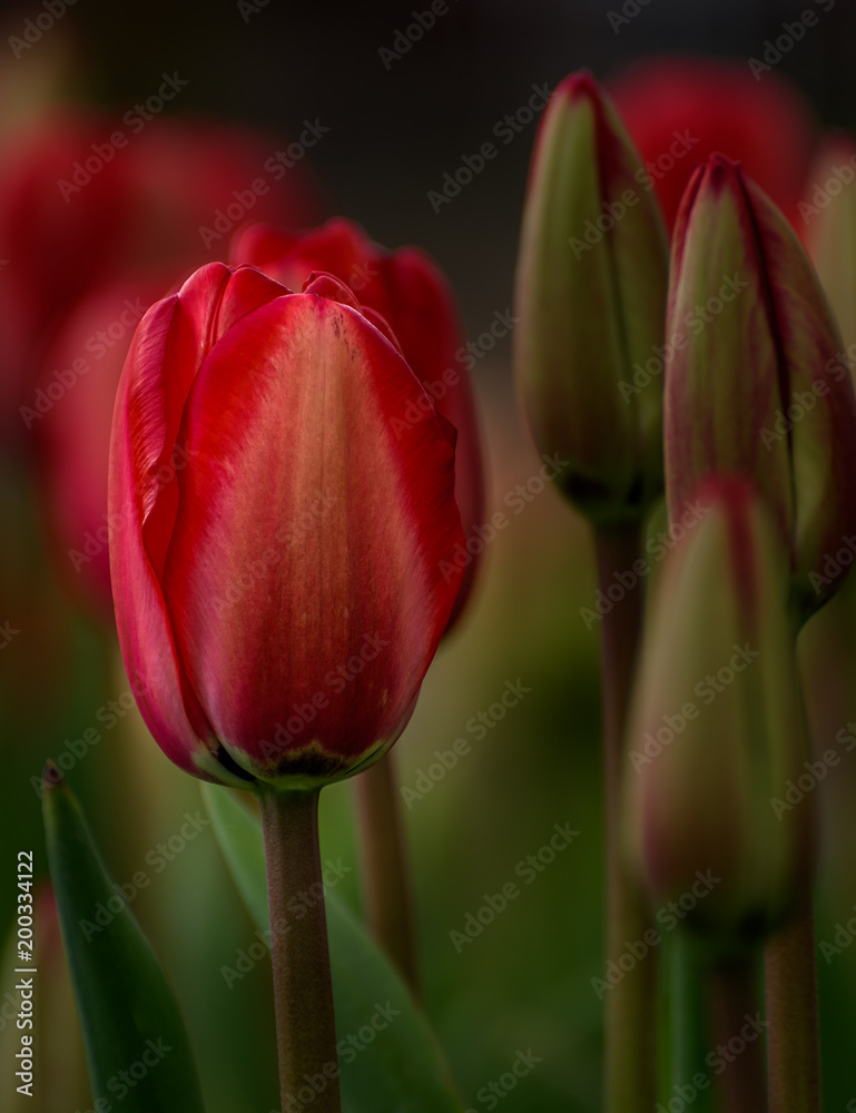 Naklejka premium Skagit Valley 3342