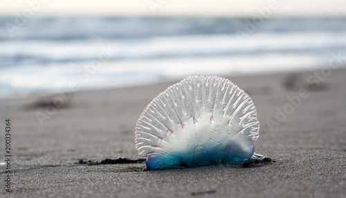 A Portuguese man o' war washed ashore on the beach.