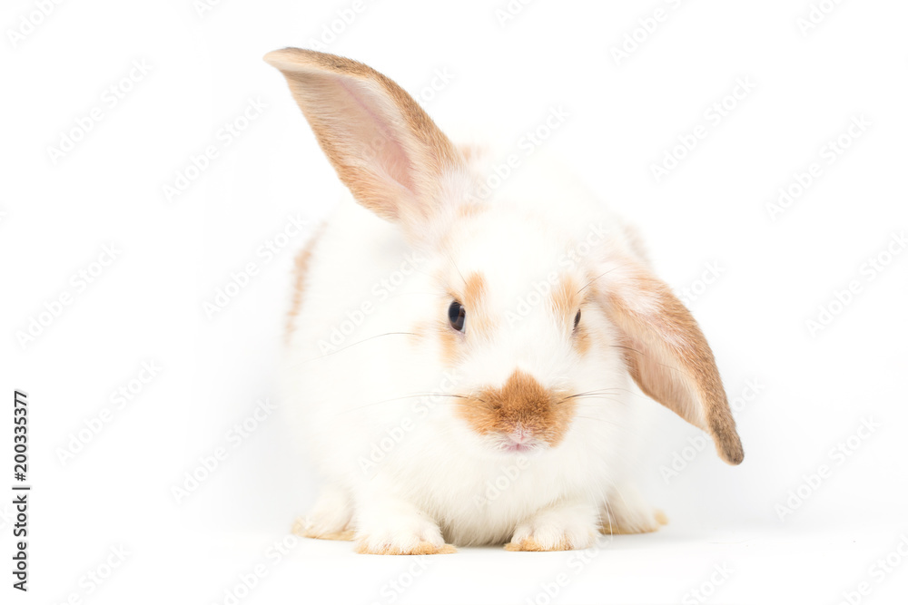 Young rabbit on white background, isolated Young rabbit on white background, isolated