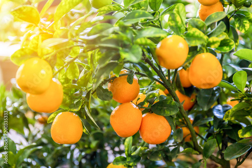 Orange tree in orange farm.