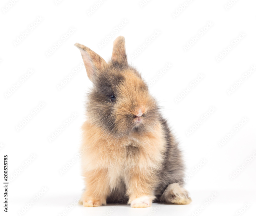 Baby rabbit 1 month old on white background Baby rabbit 1 month old on white background