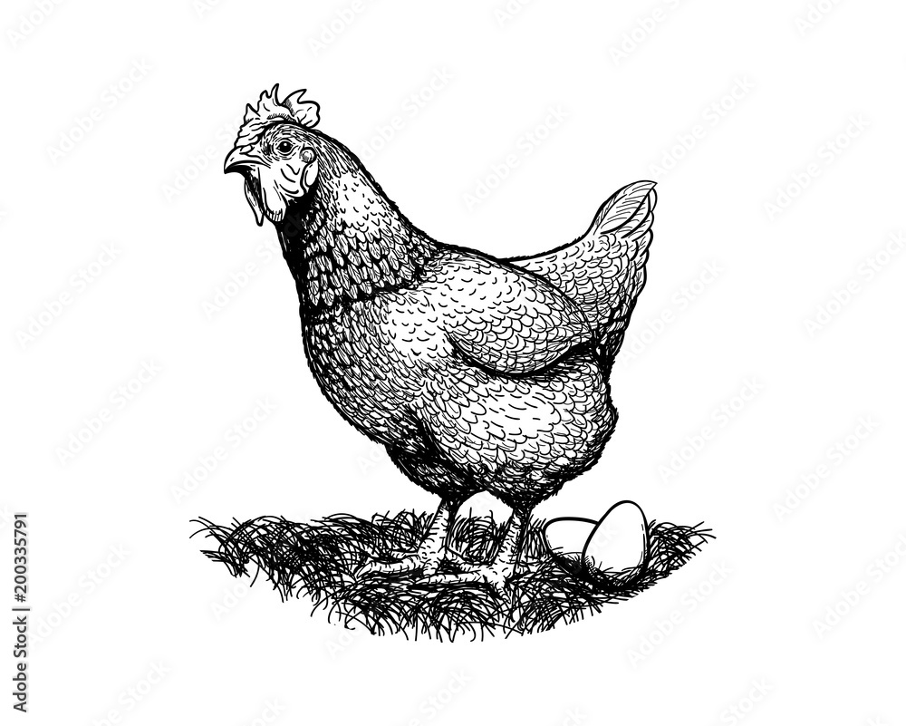Orpington Chicken Sketch Vector - So Fontsy