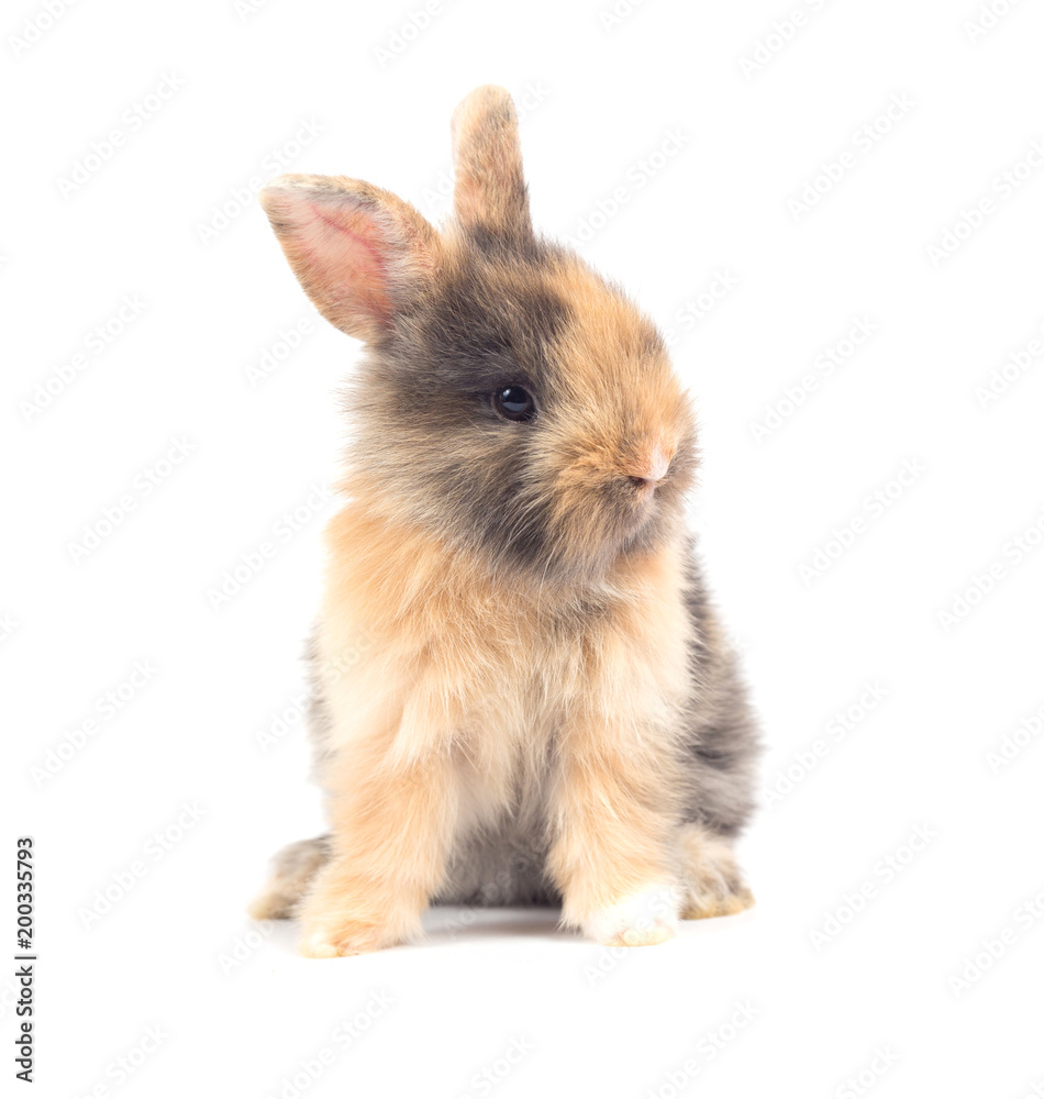 Baby rabbit 1 month old on white background Baby rabbit 1 month old on white background