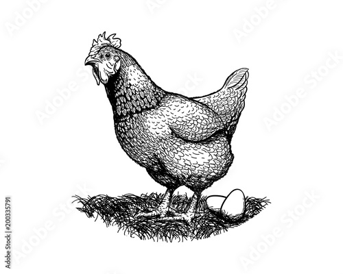 Hen Drawing Images – Browse 102,547 Stock Photos, Vectors, and