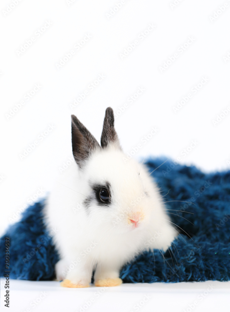 Adorable white and black small Netherlands dwarf rabbit or ND bunny on white background Adorable white and black small Netherlands dwarf rabbit or ND bunny on white background