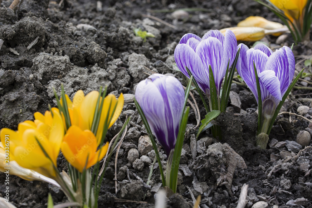 Obraz premium Purple flowers crocus annealed and orange.