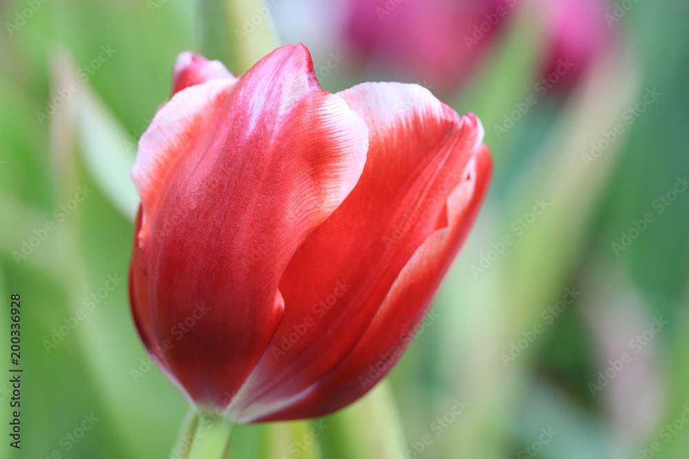 Beautiful pink tulips with green leaf in the garden with blurred many flower as background of colorful blossom flower in the park in Chiang Rai Beautiful pink tulips with green leaf in the garden with blurred many flower as background of colorful blossom flower in the park in Chiang Rai