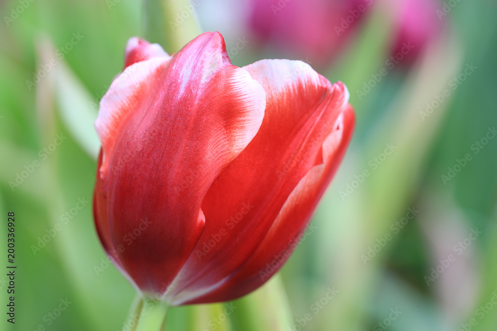 Beautiful pink tulips with green leaf in the garden with blurred many flower as background  of colorful blossom flower in the park in Chiang Rai