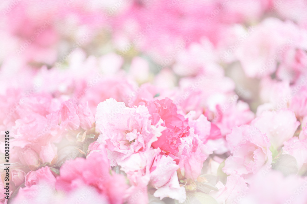 Sweety pink color flower, arzealea bush, fresh beautiful blossom in graden Sweety pink color flower, arzealea bush, fresh beautiful blossom in graden