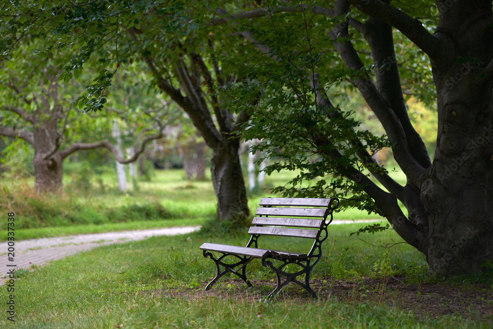 nature, Park, forest, trees, Wallpaper, photo, summer, travel, tourism,  recreation, landscaping Stock Photo | Adobe Stock