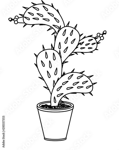 nopal cactus in pot