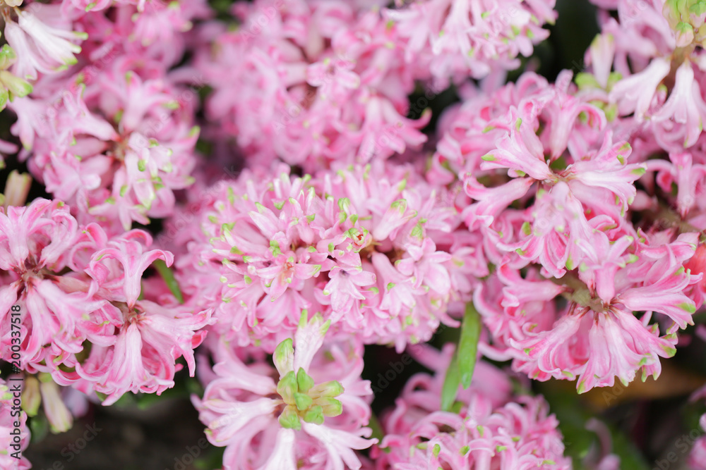 Hyacynths in garden, pink, white, purple wonder smelled flower planted in small pot. Famous for making purfume Hyacynths in garden, pink, white, purple wonder smelled flower planted in small pot. Famous for making purfume