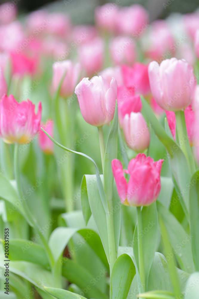 Fototapeta premium Colorful tulip field, summer flowerwith green leaf with blurred flower as background