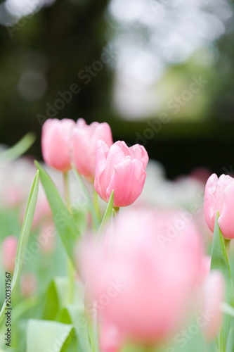 Colorful tulip field, summer flowerwith green leaf with blurred flower as background photo