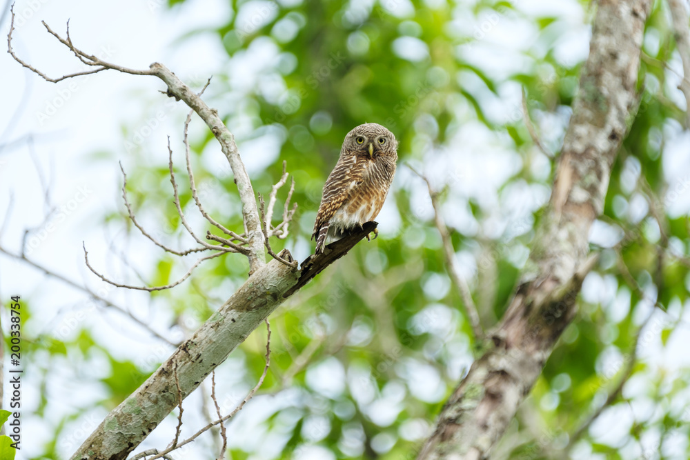 The Owl catches the branches. The Owl catches the branches.