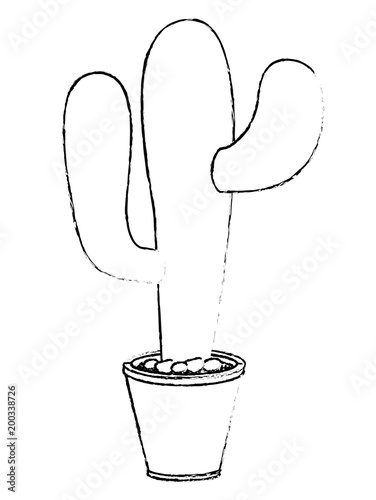 nopal cactus in pot