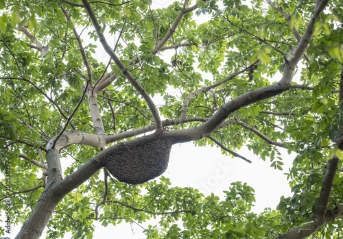 Honeycomb on the branches of the tree.