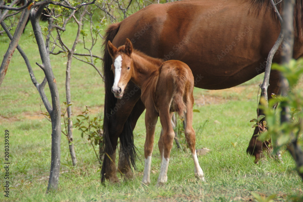 Obraz premium poulain