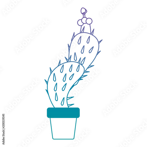 nopal cactus in pot