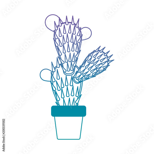 nopal cactus in pot