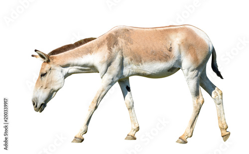 Turkmenian kulan (Equus hemionus kulan) isolated on a white background. photo