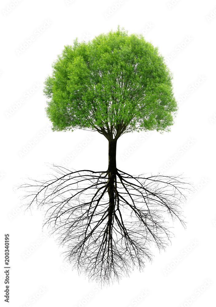 Naklejka premium Zielone drzewo wiosną z korzeniem na białym tle.