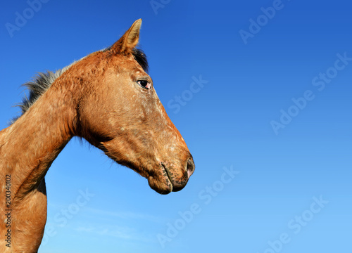 Portrait of a brown horse with blue sky in the background.