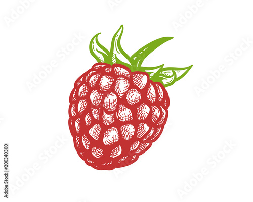 Delicious Red Raspberry Hand drawn Sketch