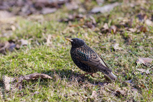 portrait of a curious starling