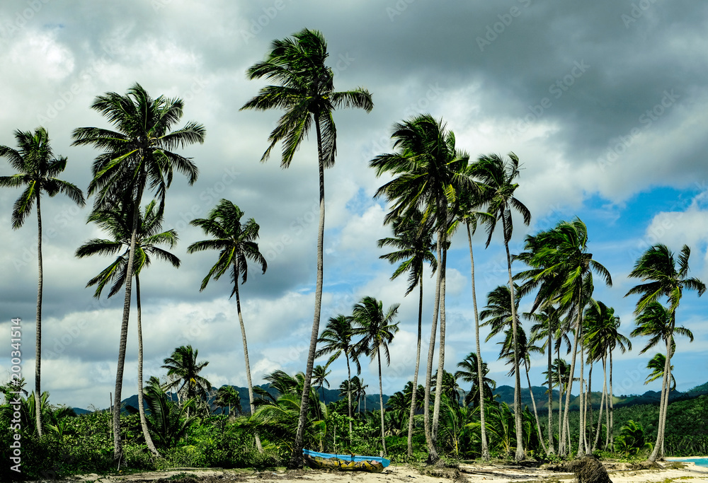 Palm trees and fishing boat on the shore on Rincon Beach, The Dominican Republic.