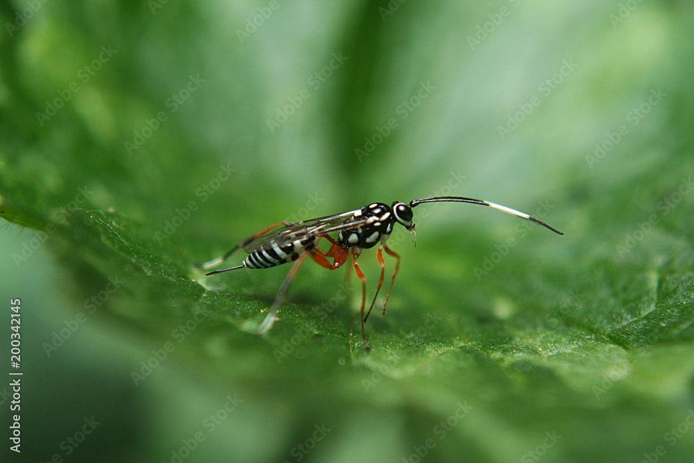 Fototapeta premium Ichneumon Wasp