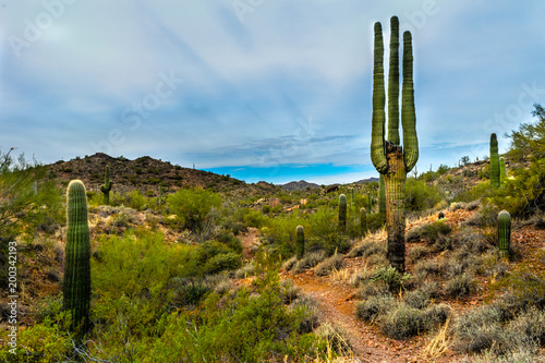 A saguaro cactus stands high above the others in the desert of the Vulture Peak area in Wickenburg, Arizona. 