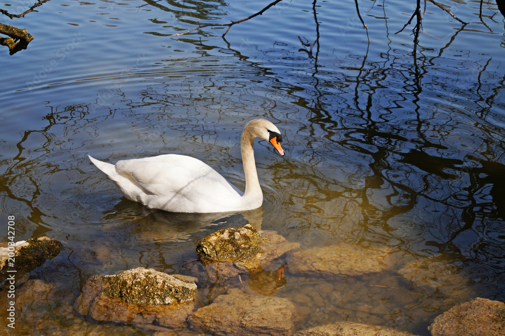 Fototapeta premium swan