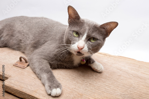 grey cat animal