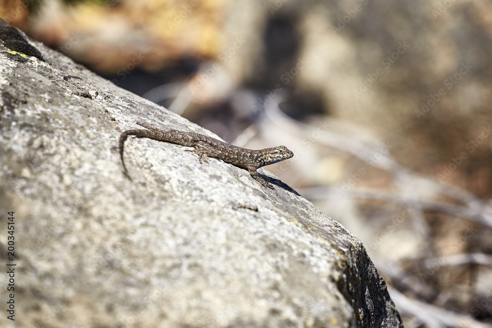 Western fence lizard (Sceloporus occidentalis) on a rock, selective focus, Yosemite National Park, USA. Western fence lizard (Sceloporus occidentalis) on a rock, selective focus, Yosemite National Park, USA.