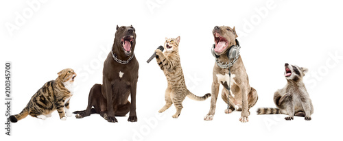 Group of funny singing animals isolated on white background
