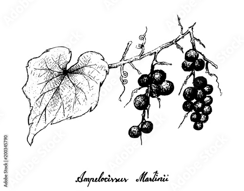 Hand Drawing Bunch of Ampelocissus Martinii Fruits photo