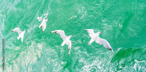 Flying seagulls, top view silhouette. Bird flies over the sea. Seagulls hover over deep blue sea. Gull hunting down fish. Gull over boundless expanse air. Free flight.