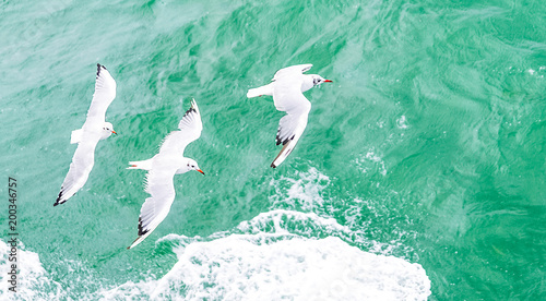 Flying seagulls, top view silhouette. Bird flies over the sea. Seagulls hover over deep blue sea. Gull hunting down fish. Gull over boundless expanse air. Free flight.