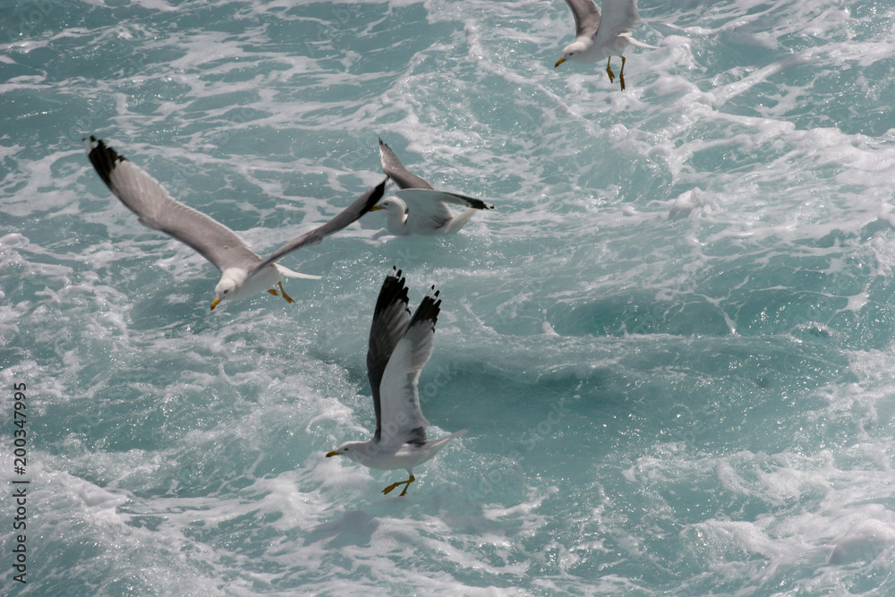 Obraz premium Seagull. Bird flies over the sea. Seagulls hover over deep blue sea. Gull hunting down fish. Gull over boundless expanse air. Free flight. Seagull fly above ocean. No sharpen mask
