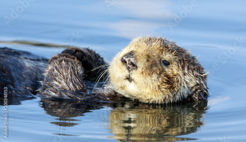 Curious Sea Otter (Enhydra lutris) floating in Santa Cruz Harbor. Santa Cruz, California, USA. © Yuval Helfman